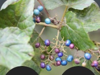 test 代替テキスト